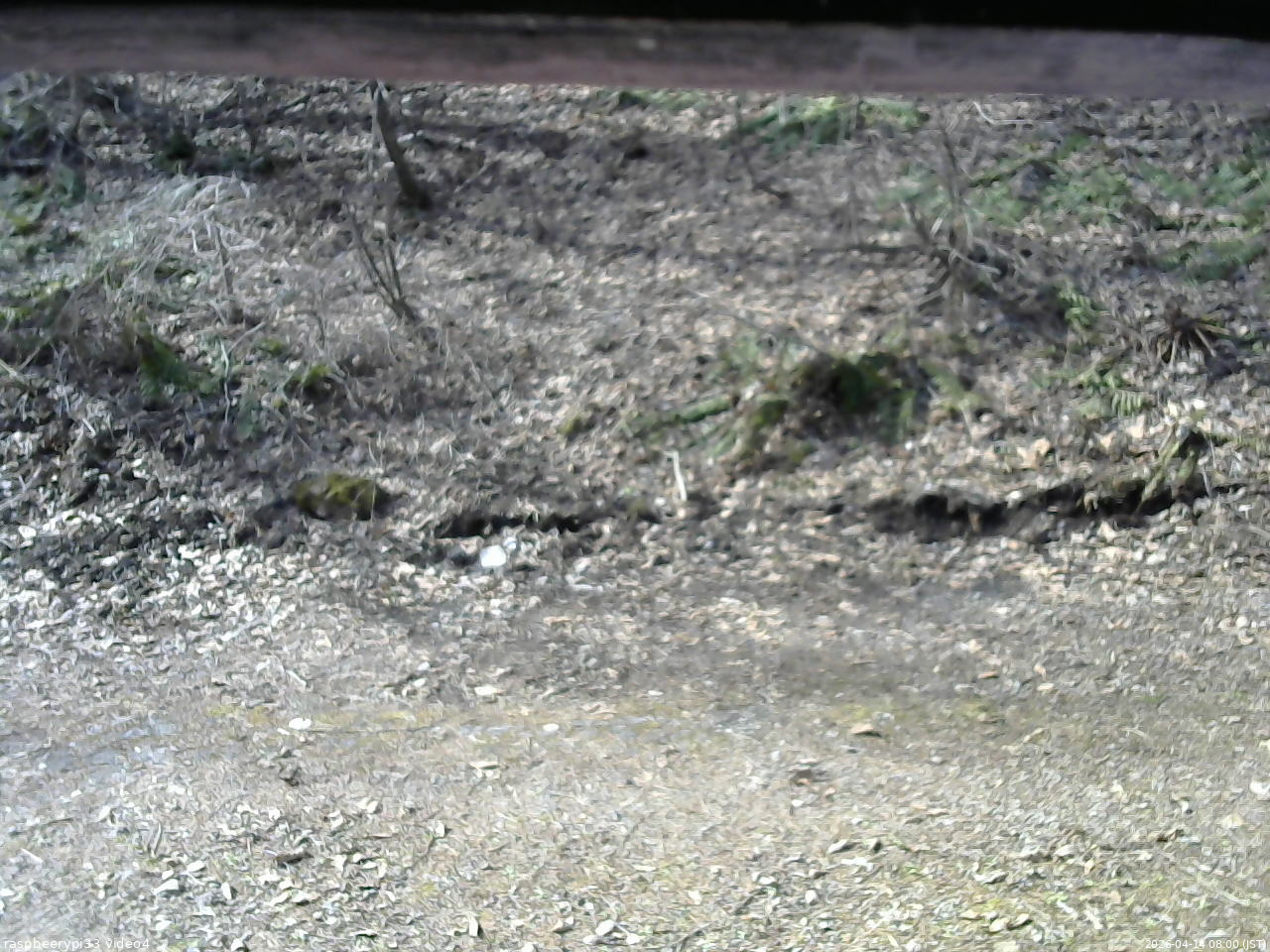 長野県菅平高原 ゆたか山荘 東側(坂下) 2026/04/14 08:00