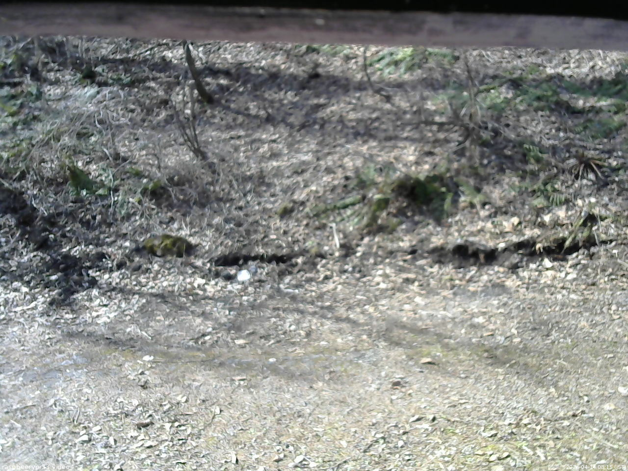 長野県菅平高原 ゆたか山荘 東側(坂下) 2026/04/14 08:15