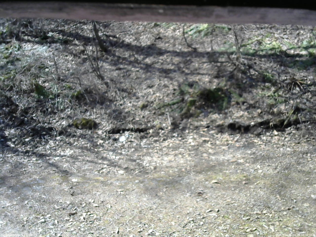 長野県菅平高原 ゆたか山荘 東側(坂下) 2026/04/14 08:30