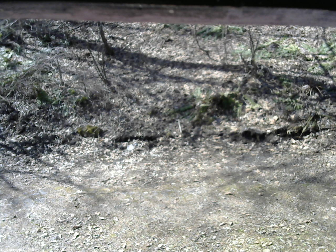 長野県菅平高原 ゆたか山荘 東側(坂下) 2026/04/14 08:45