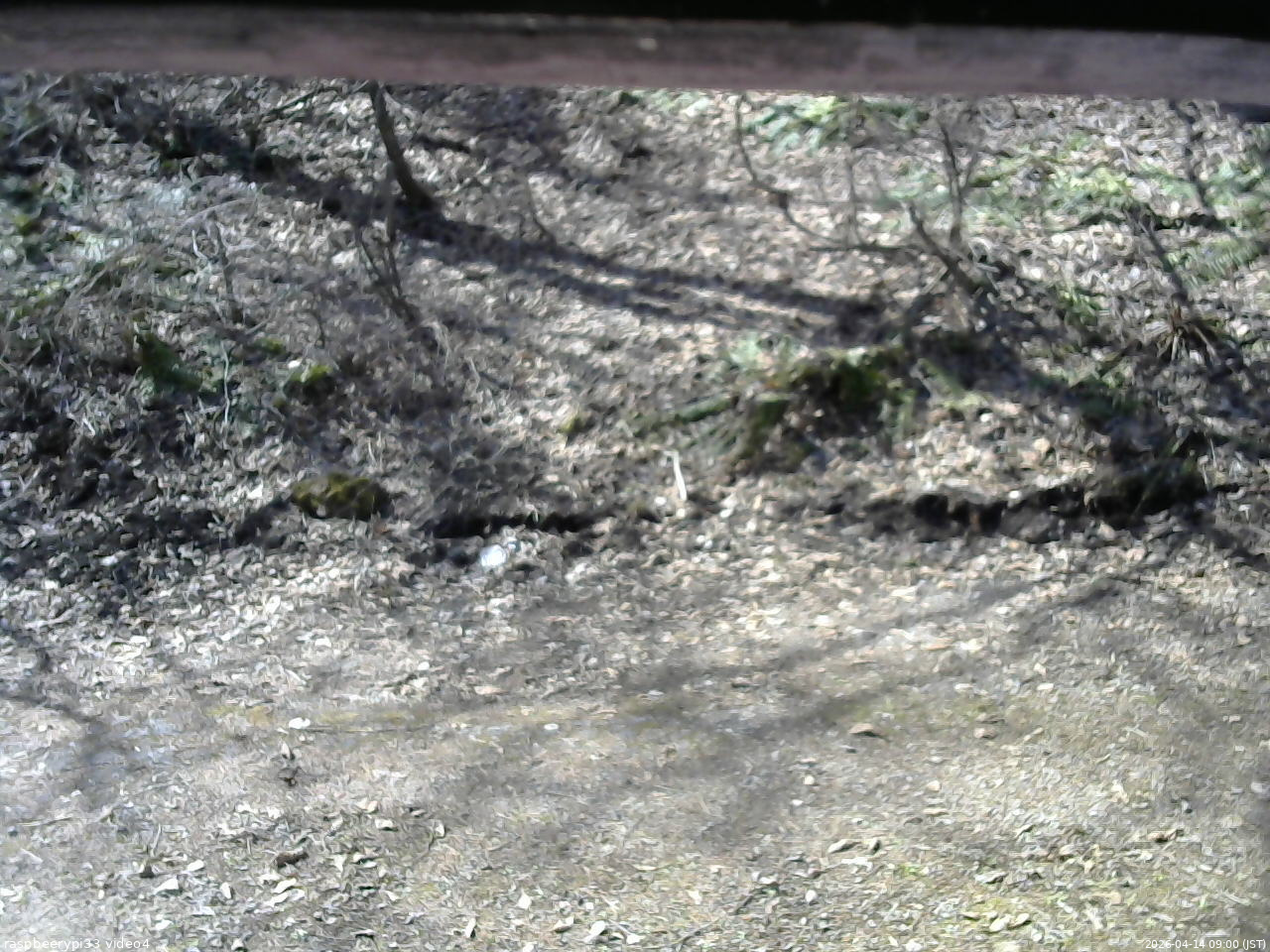 長野県菅平高原 ゆたか山荘 東側(坂下) 2026/04/14 09:00