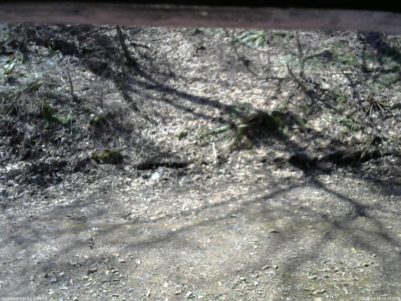 長野県菅平高原 ゆたか山荘 東側(坂下) 2026/04/14 09:15