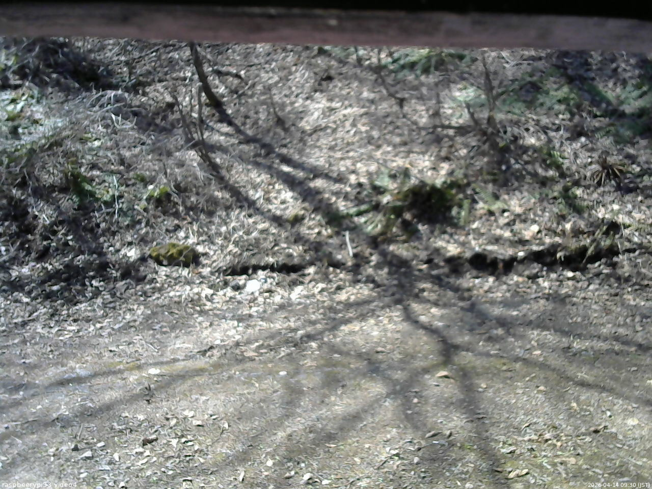 長野県菅平高原 ゆたか山荘 東側(坂下) 2026/04/14 09:30