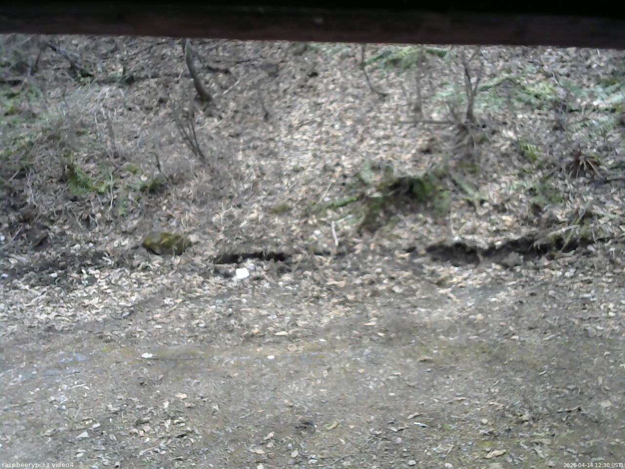 長野県菅平高原 ゆたか山荘 東側(坂下) 2026/04/14 12:30