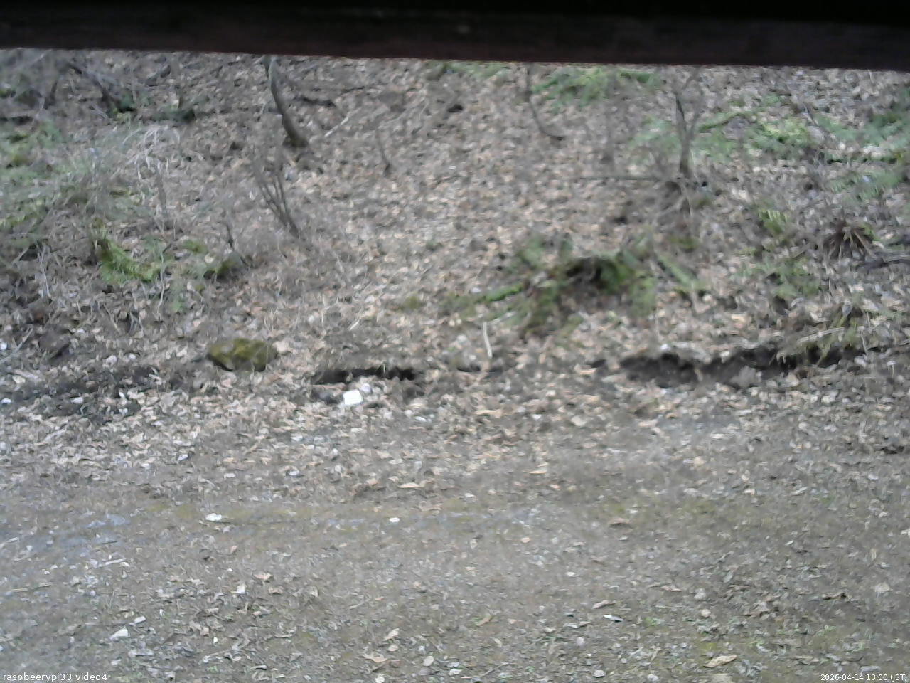 長野県菅平高原 ゆたか山荘 東側(坂下) 2026/04/14 13:00