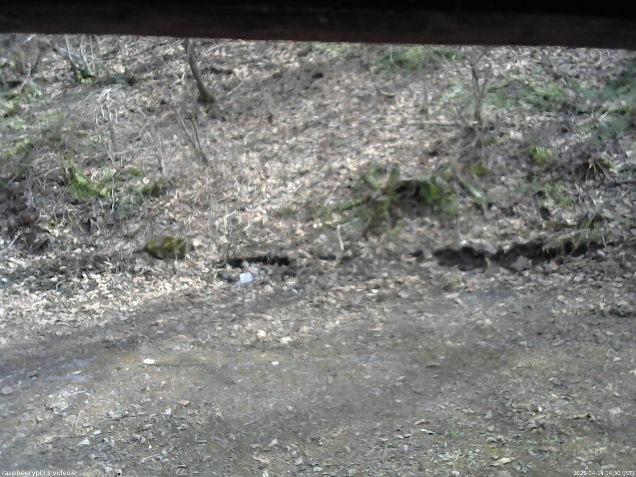 長野県菅平高原 ゆたか山荘 東側(坂下) 2026/04/14 14:30