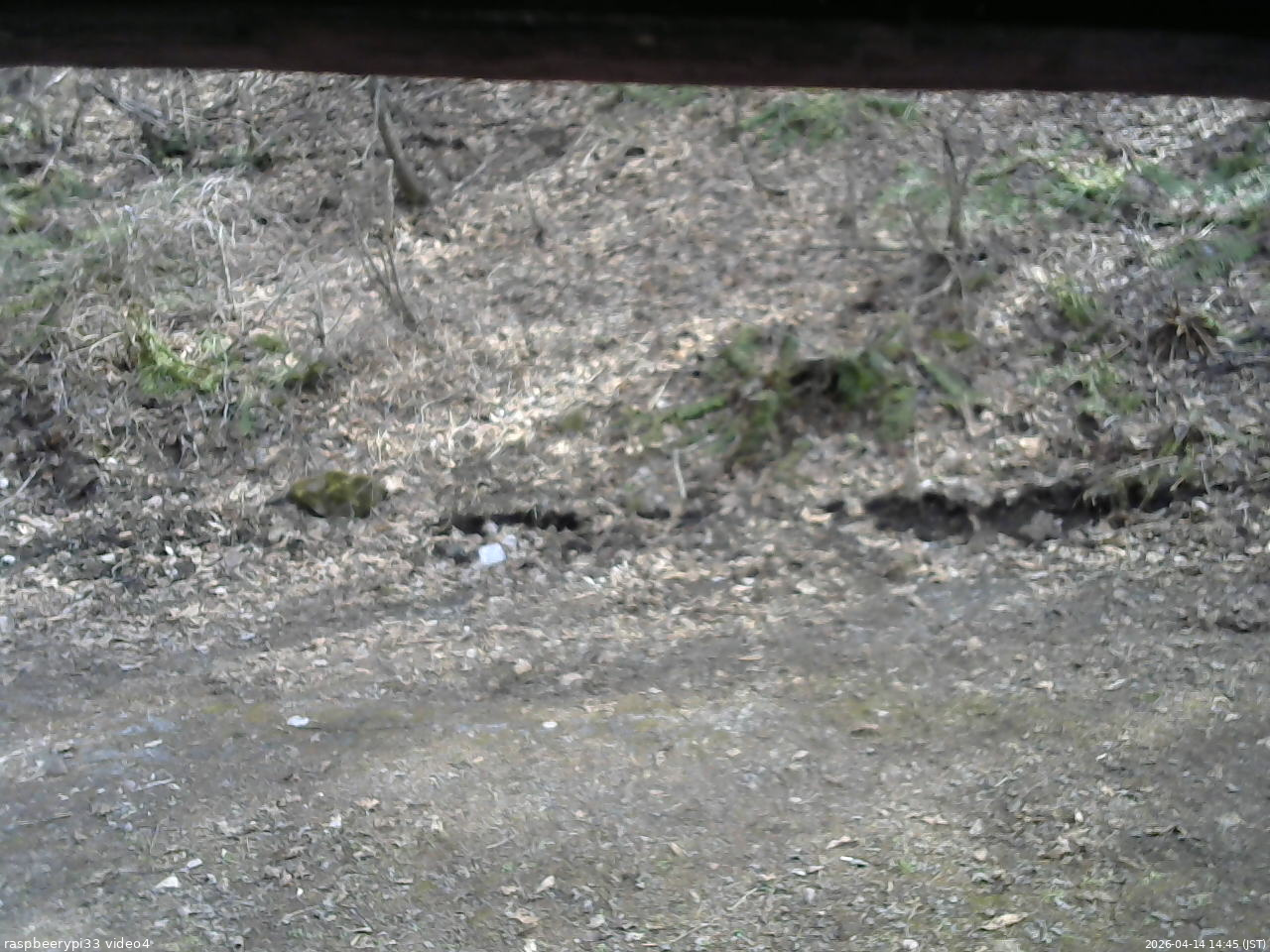 長野県菅平高原 ゆたか山荘 東側(坂下) 2026/04/14 14:45