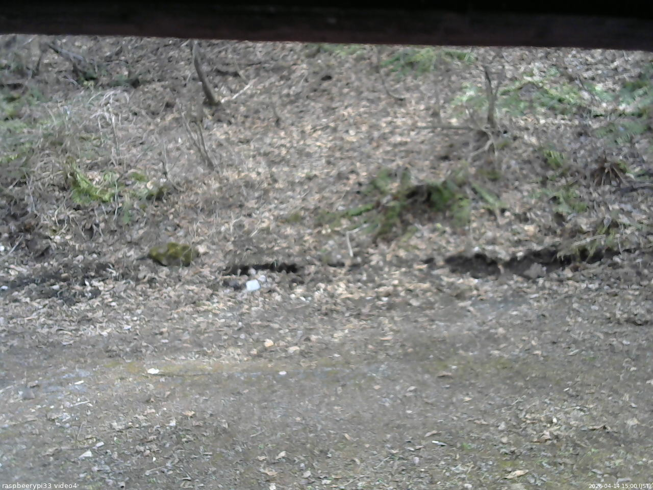 長野県菅平高原 ゆたか山荘 東側(坂下) 2026/04/14 15:00