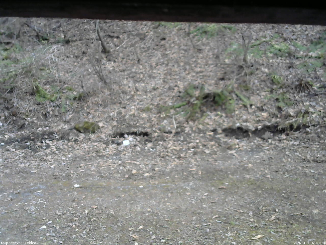 長野県菅平高原 ゆたか山荘 東側(坂下) 2026/04/14 16:00