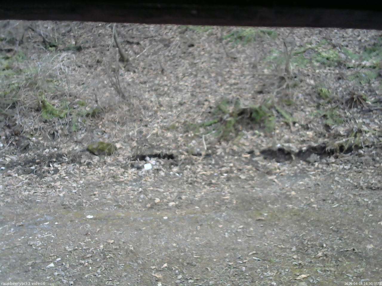 長野県菅平高原 ゆたか山荘 東側(坂下) 2026/04/14 16:30