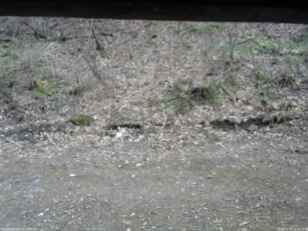 長野県菅平高原 ゆたか山荘 東側(坂下) 2026/04/14 16:45