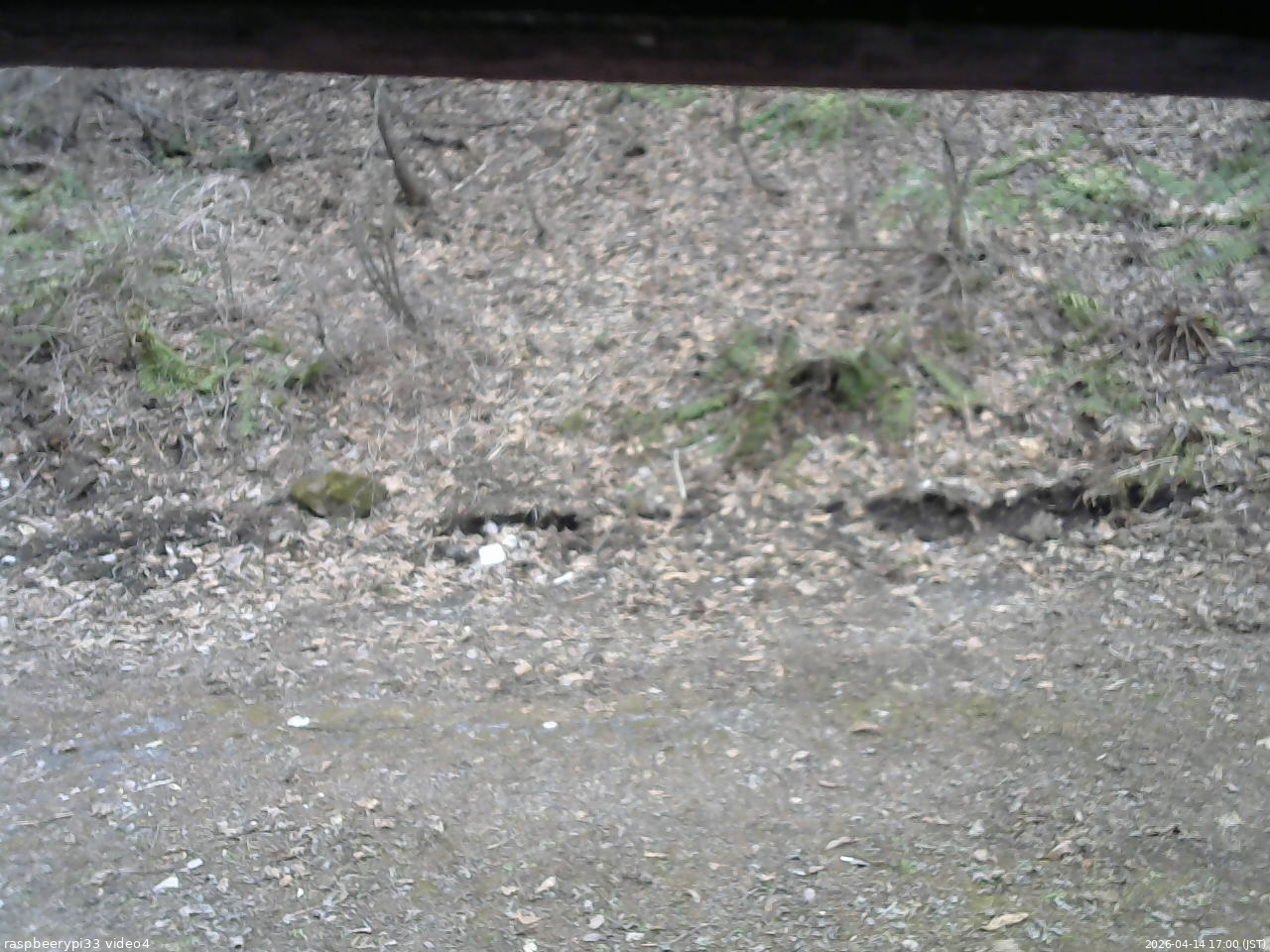 長野県菅平高原 ゆたか山荘 東側(坂下) 2026/04/14 17:00