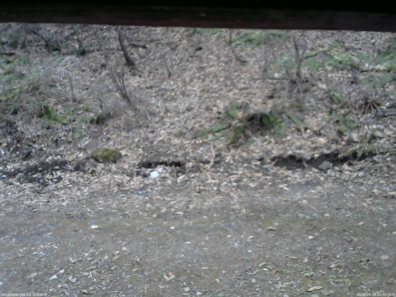 長野県菅平高原 ゆたか山荘 東側(坂下) 2026/04/15 05:30
