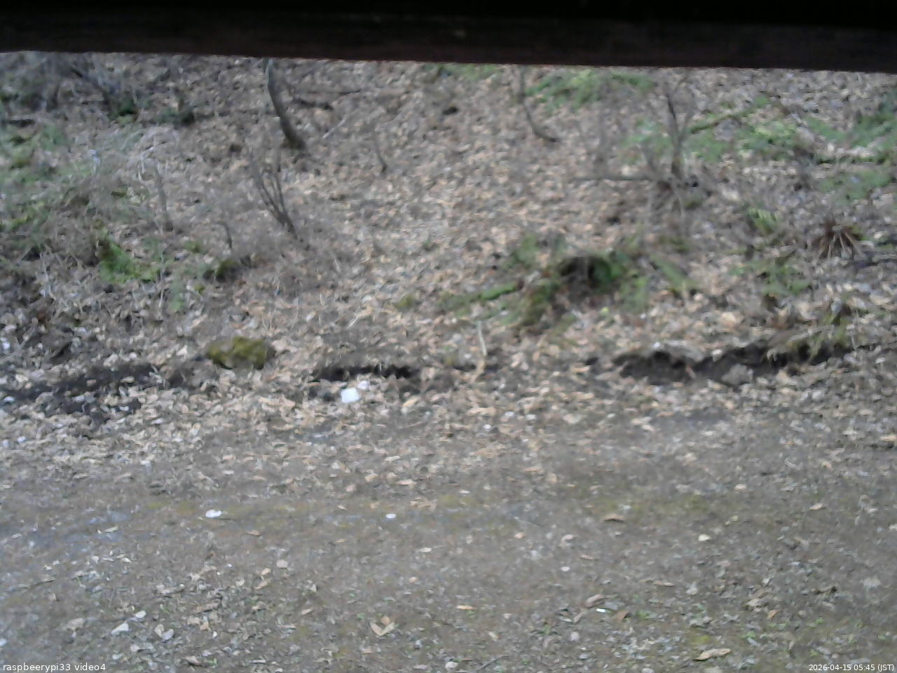 長野県菅平高原 ゆたか山荘 東側(坂下) 2026/04/15 05:45
