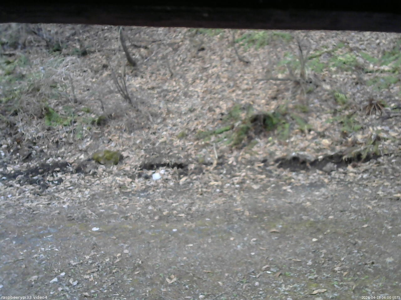 長野県菅平高原 ゆたか山荘 東側(坂下) 2026/04/15 06:00