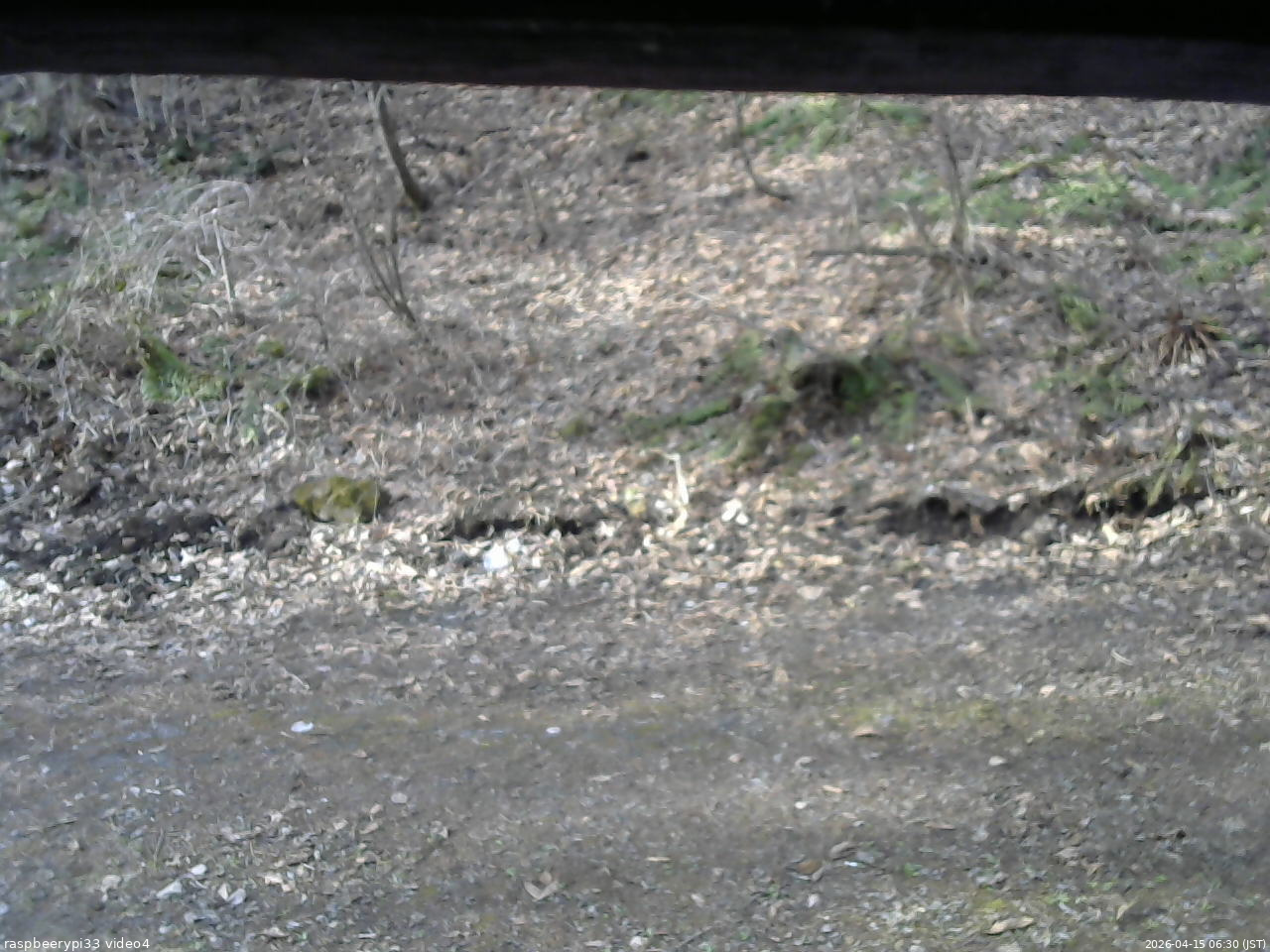 長野県菅平高原 ゆたか山荘 東側(坂下) 2026/04/15 06:30