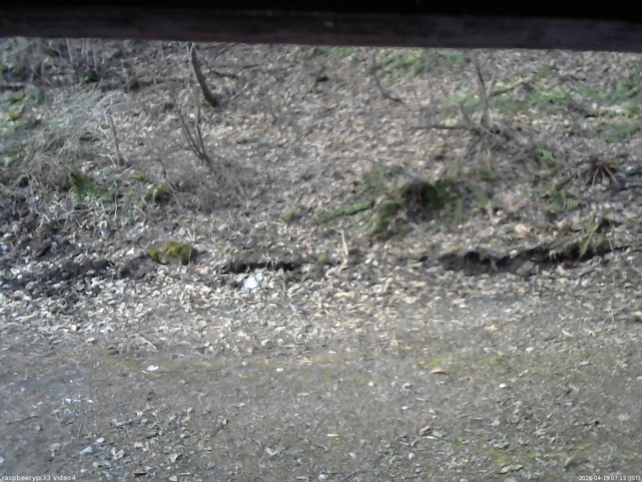 長野県菅平高原 ゆたか山荘 東側(坂下) 2026/04/15 07:15