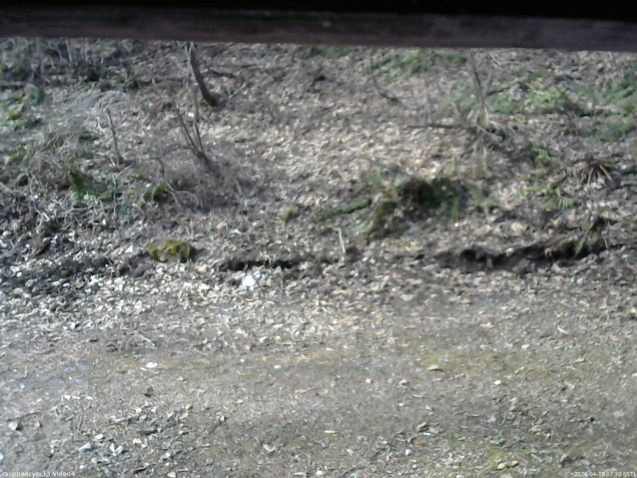 長野県菅平高原 ゆたか山荘 東側(坂下) 2026/04/15 07:30