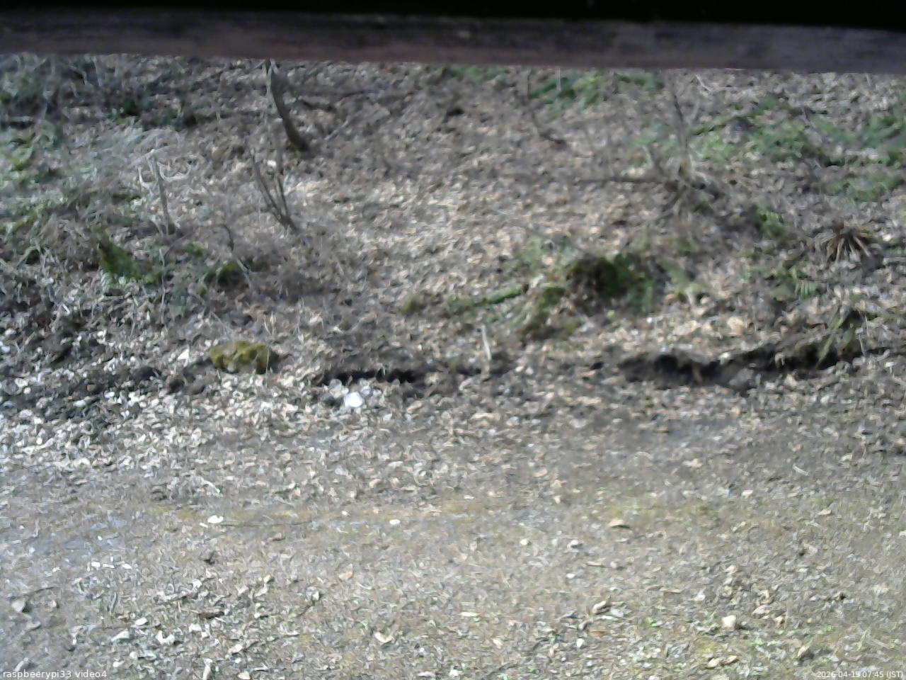 長野県菅平高原 ゆたか山荘 東側(坂下) 2026/04/15 07:45