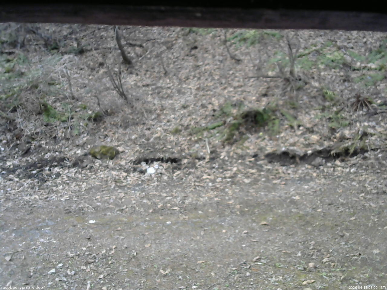長野県菅平高原 ゆたか山荘 東側(坂下) 2026/04/15 08:00