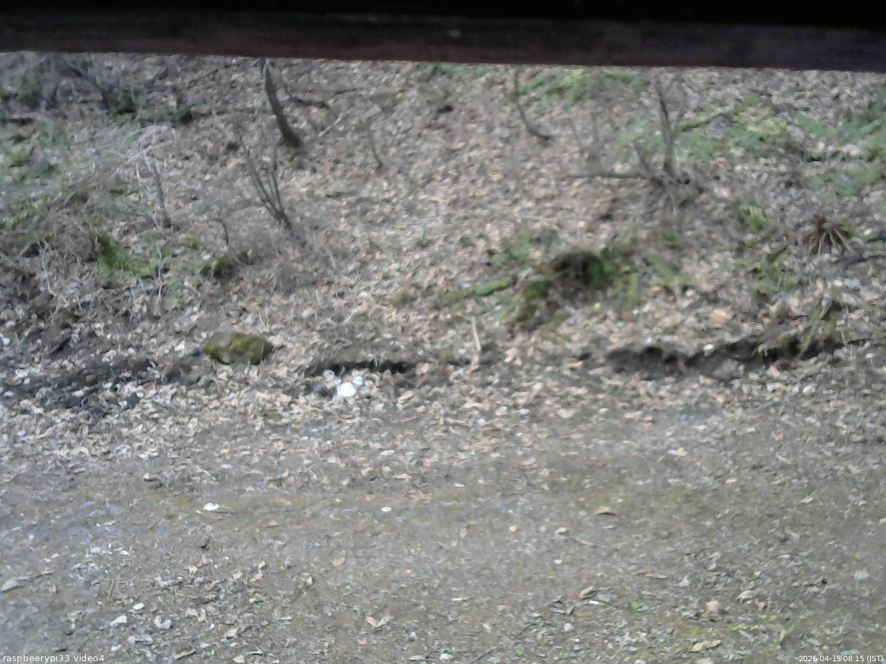長野県菅平高原 ゆたか山荘 東側(坂下) 2026/04/15 08:15