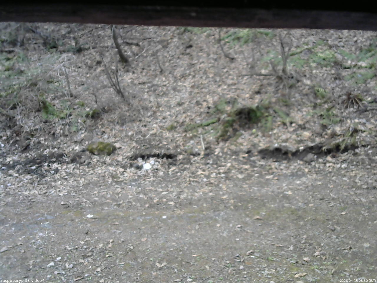 長野県菅平高原 ゆたか山荘 東側(坂下) 2026/04/15 08:30