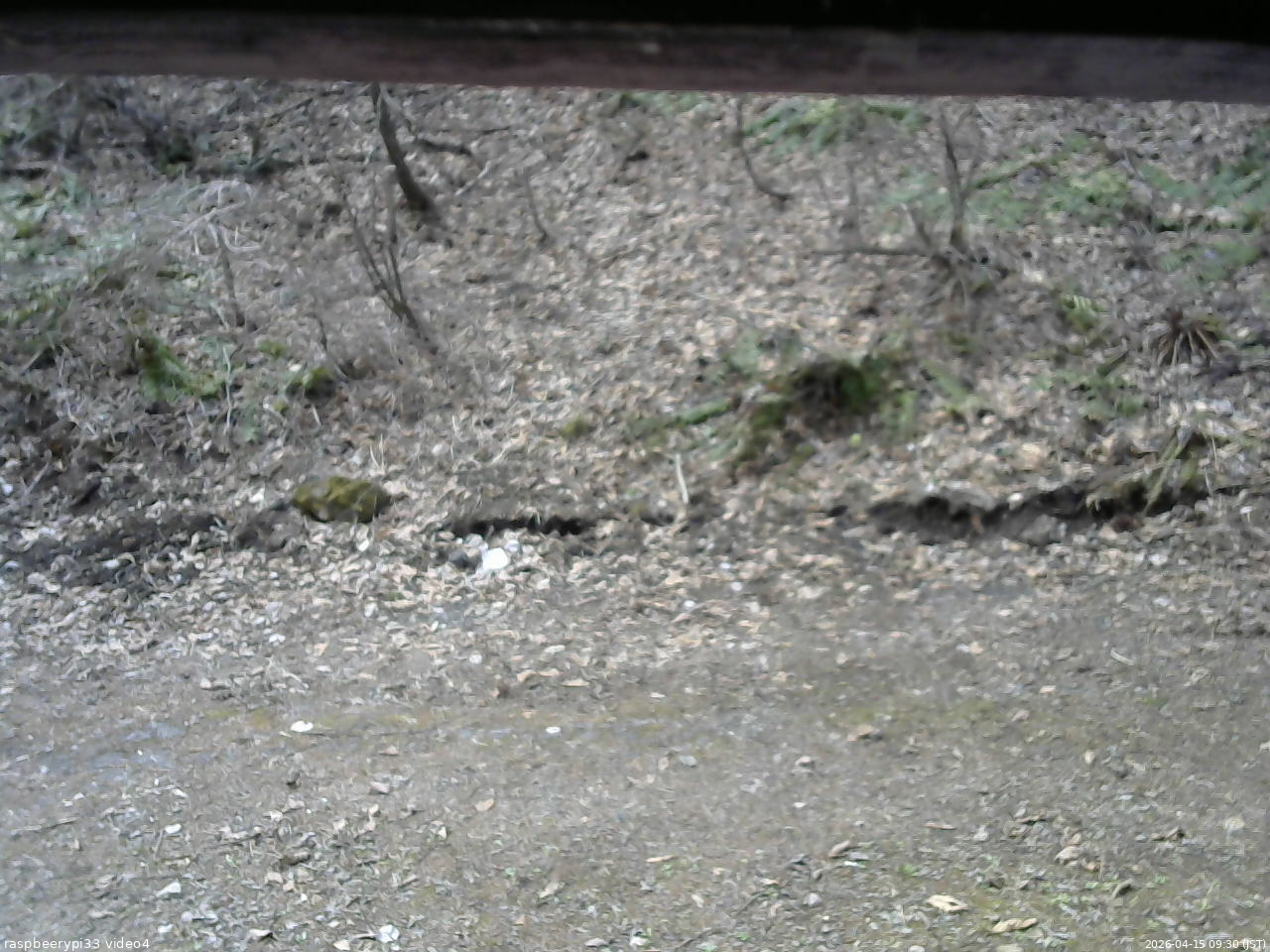 長野県菅平高原 ゆたか山荘 東側(坂下) 2026/04/15 09:30