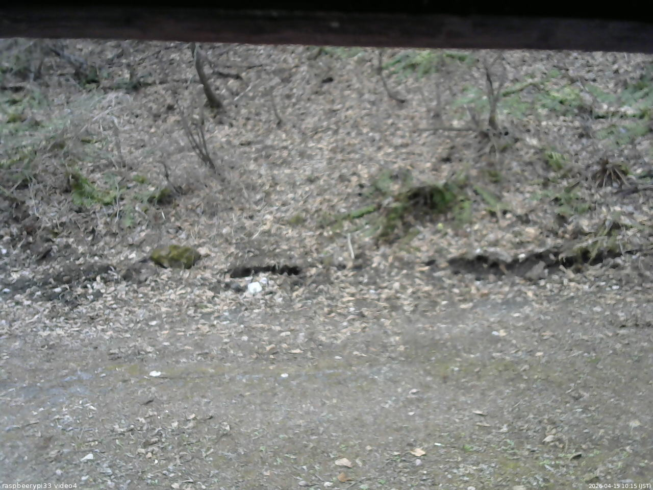 長野県菅平高原 ゆたか山荘 東側(坂下) 2026/04/15 10:15