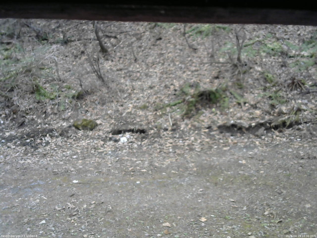 長野県菅平高原 ゆたか山荘 東側(坂下) 2026/04/15 10:30