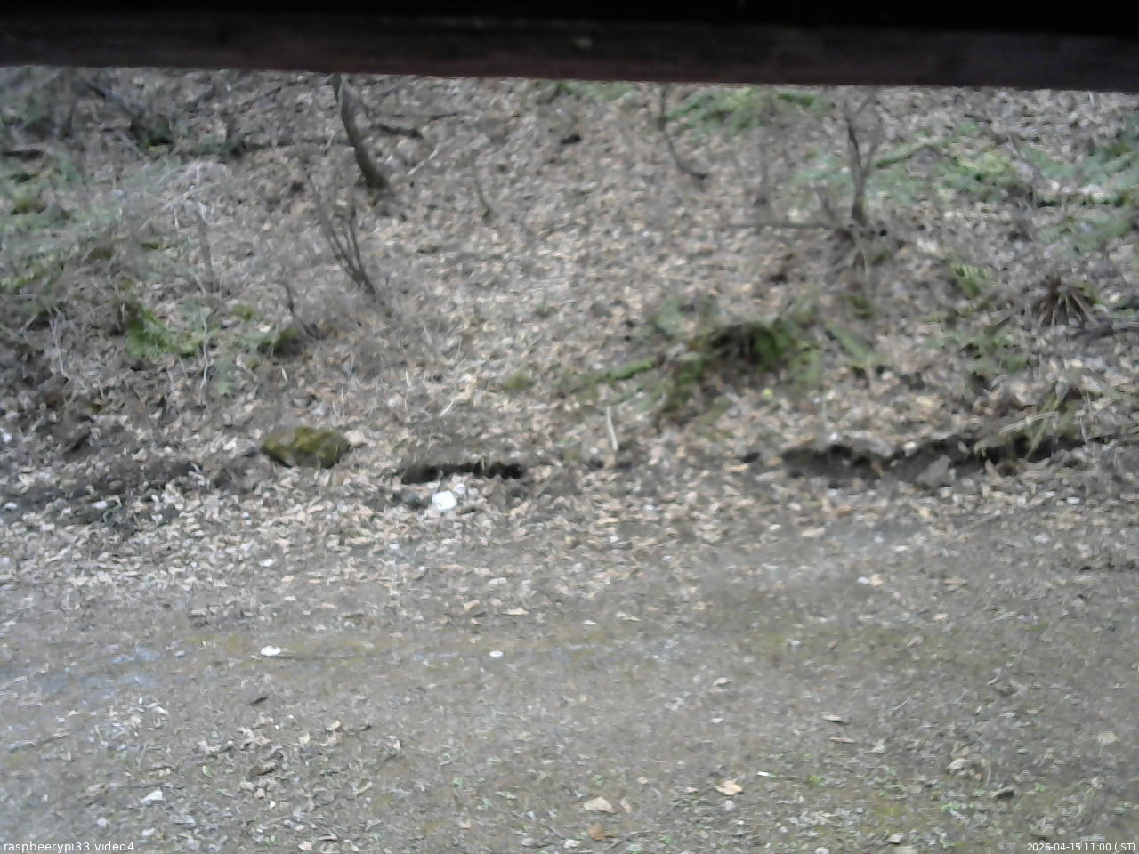 長野県菅平高原 ゆたか山荘 東側(坂下) 2026/04/15 11:00