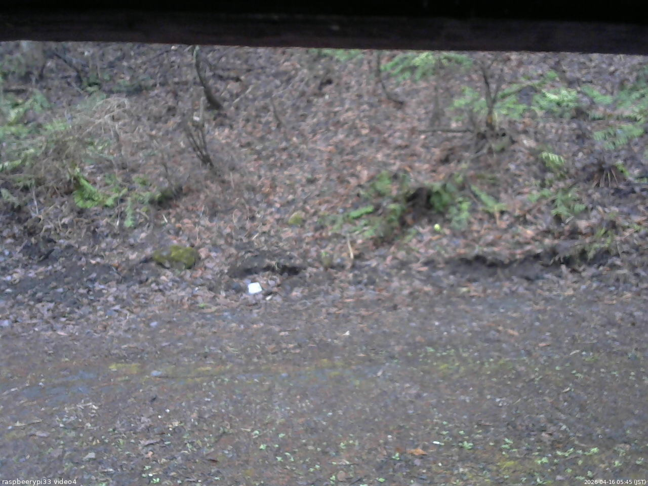 長野県菅平高原 ゆたか山荘 東側(坂下) 2026/04/16 05:45