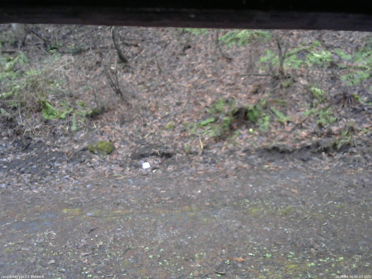 長野県菅平高原 ゆたか山荘 東側(坂下) 2026/04/16 06:00