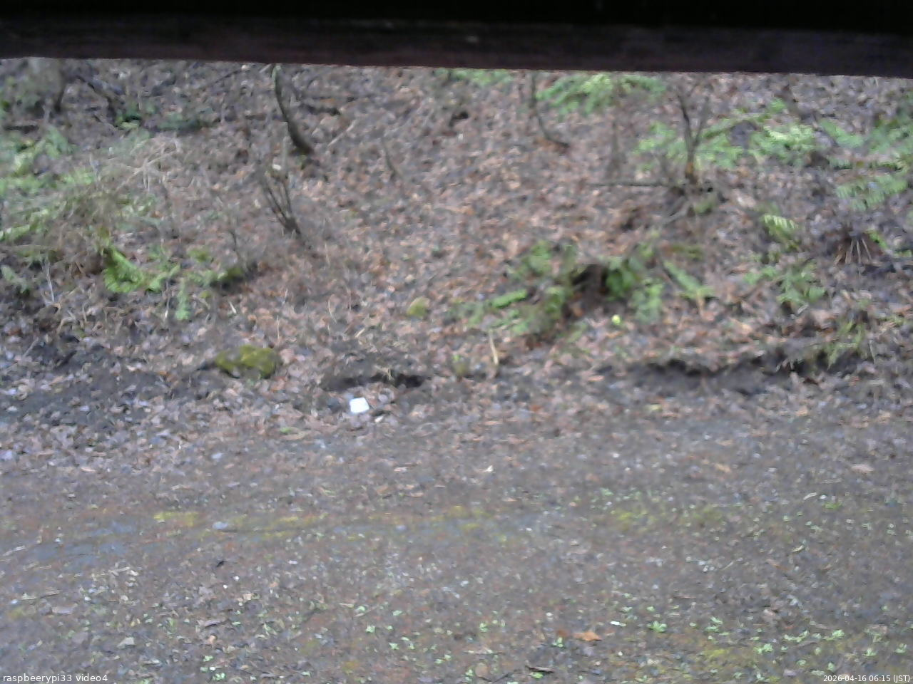 長野県菅平高原 ゆたか山荘 東側(坂下) 2026/04/16 06:15