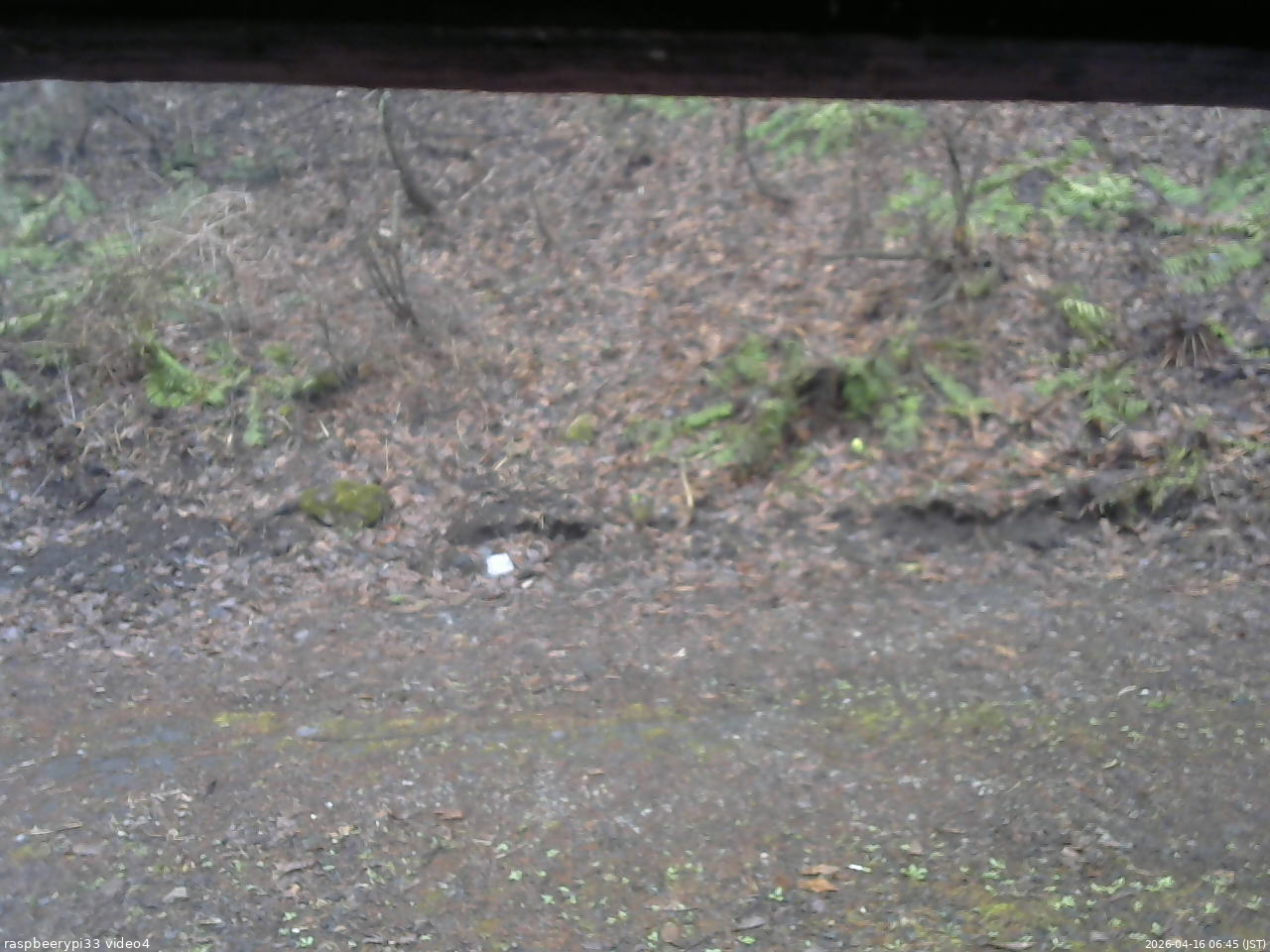 長野県菅平高原 ゆたか山荘 東側(坂下) 2026/04/16 06:45