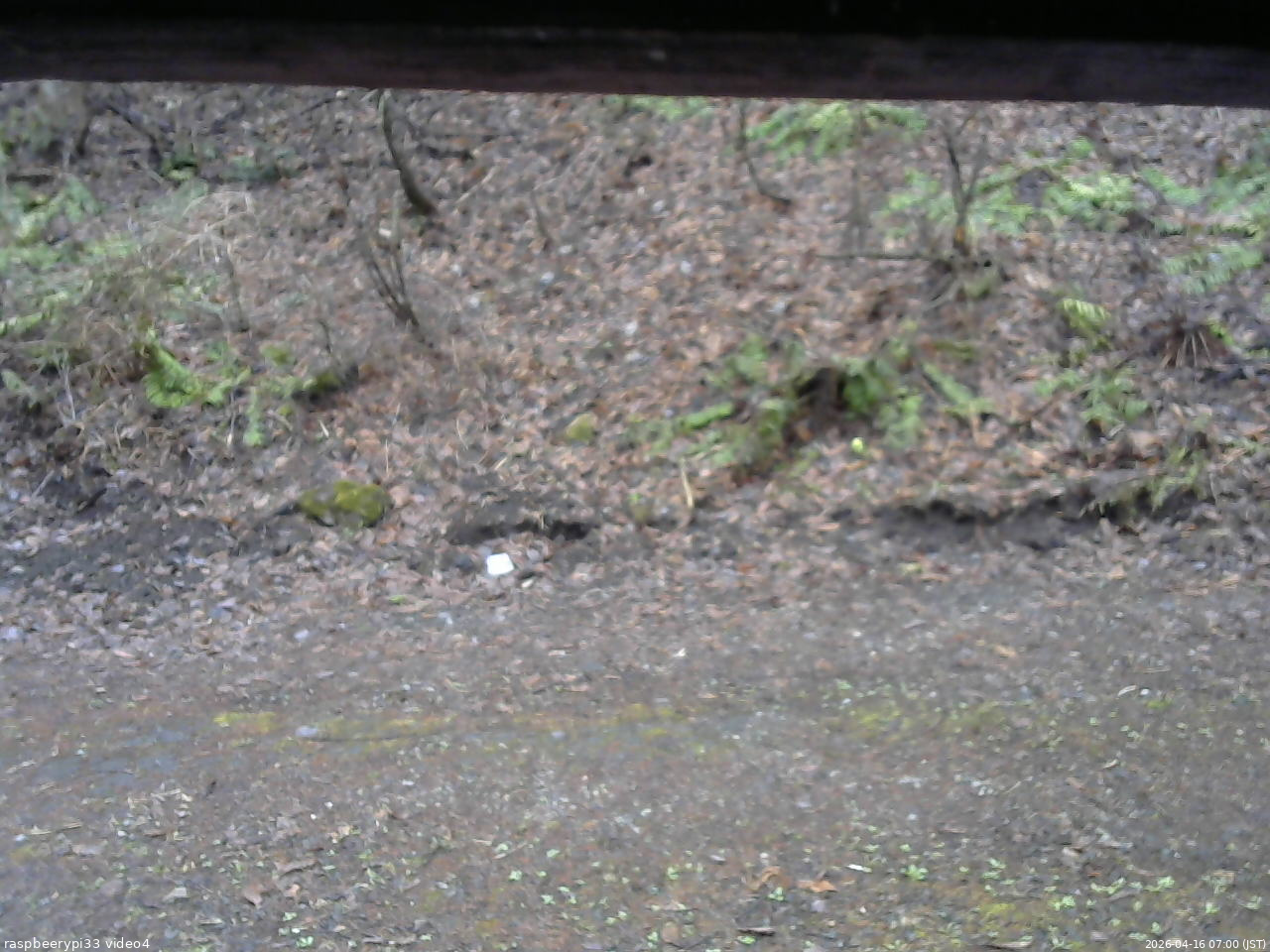 長野県菅平高原 ゆたか山荘 東側(坂下) 2026/04/16 07:00