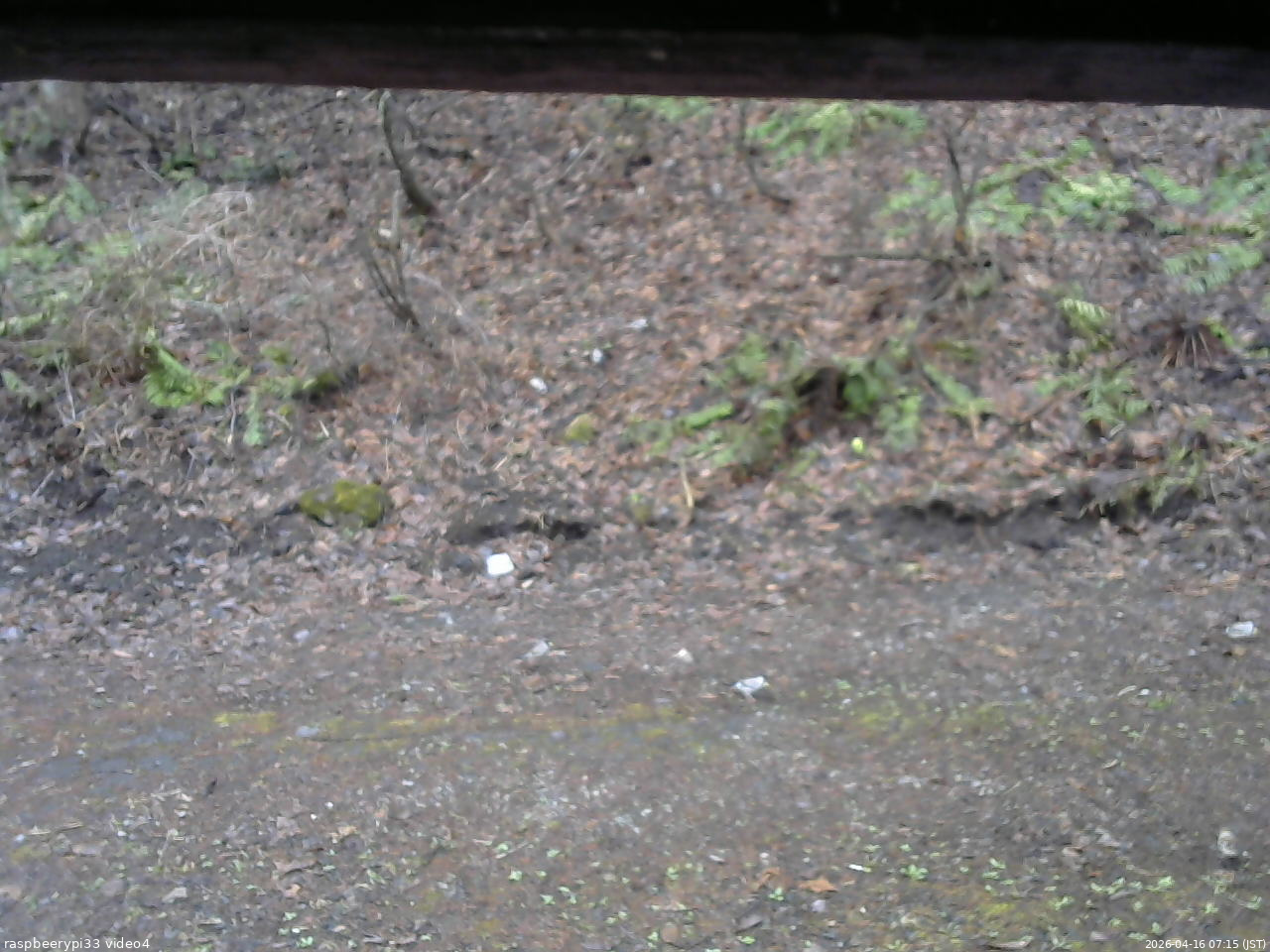 長野県菅平高原 ゆたか山荘 東側(坂下) 2026/04/16 07:15