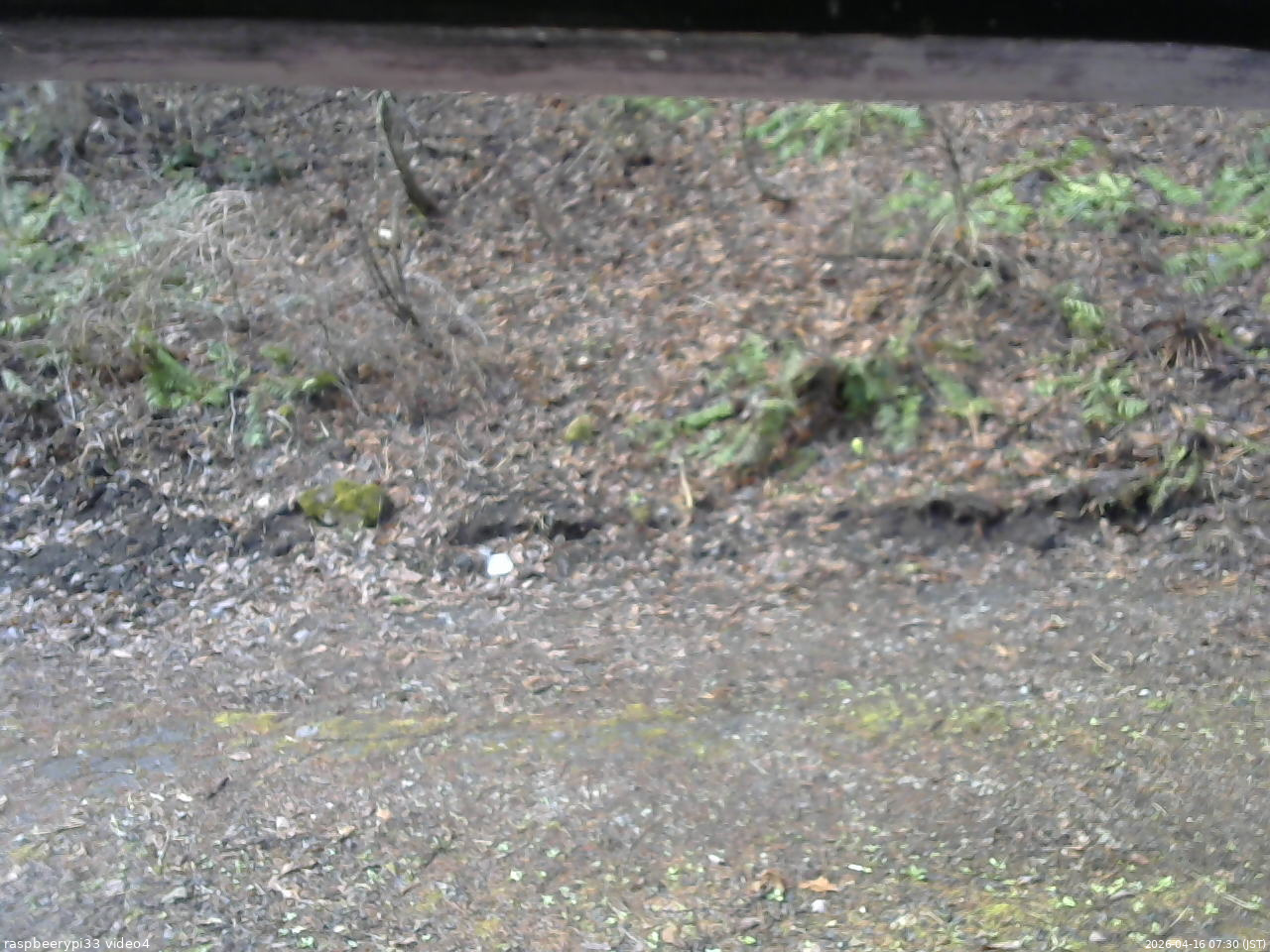 長野県菅平高原 ゆたか山荘 東側(坂下) 2026/04/16 07:30