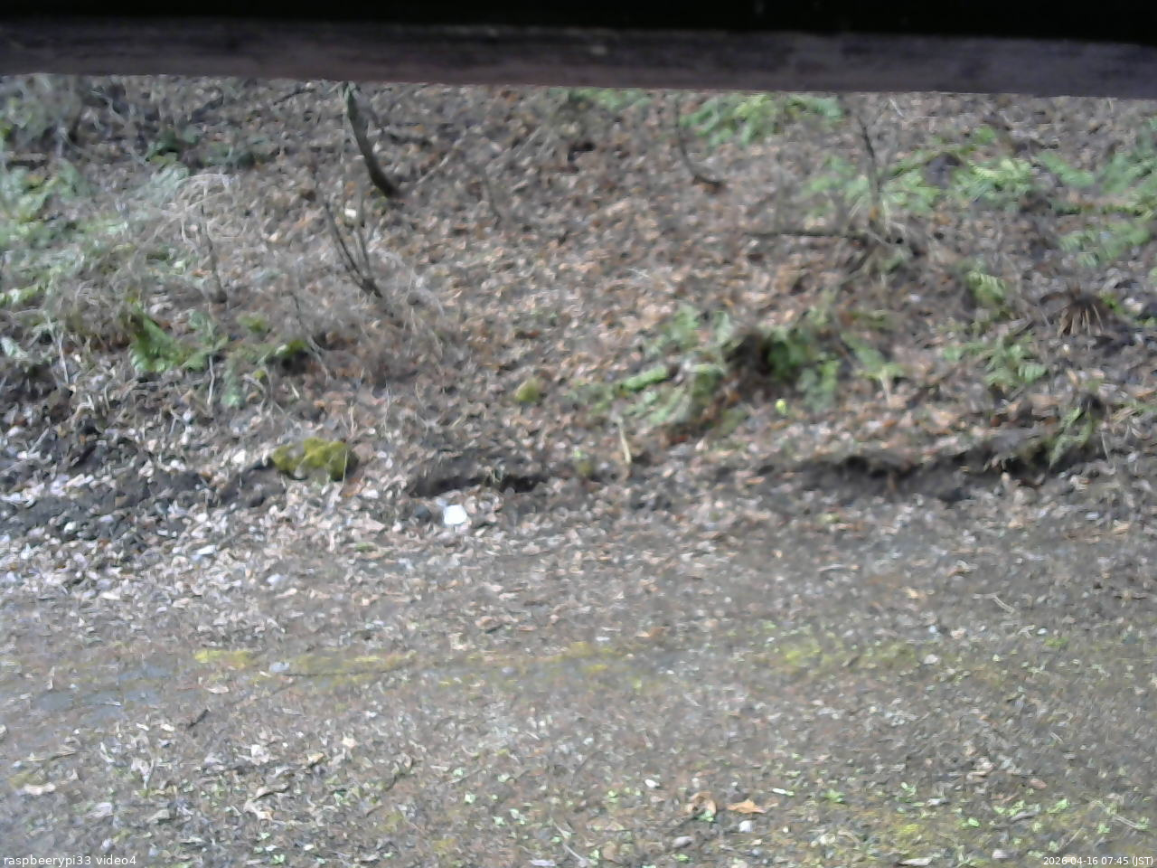 長野県菅平高原 ゆたか山荘 東側(坂下) 2026/04/16 07:45
