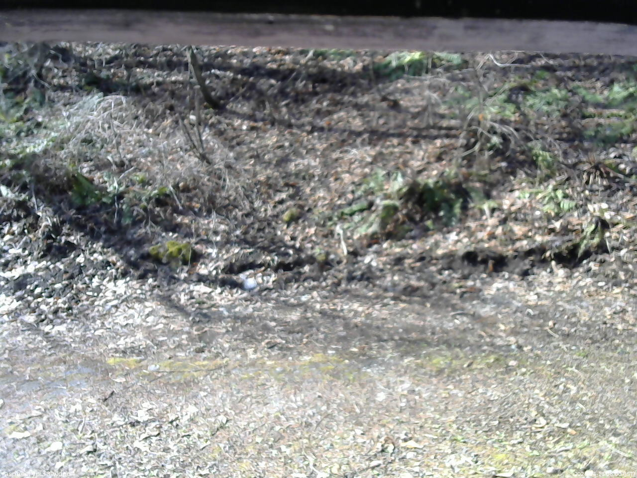 長野県菅平高原 ゆたか山荘 東側(坂下) 2026/04/16 08:00