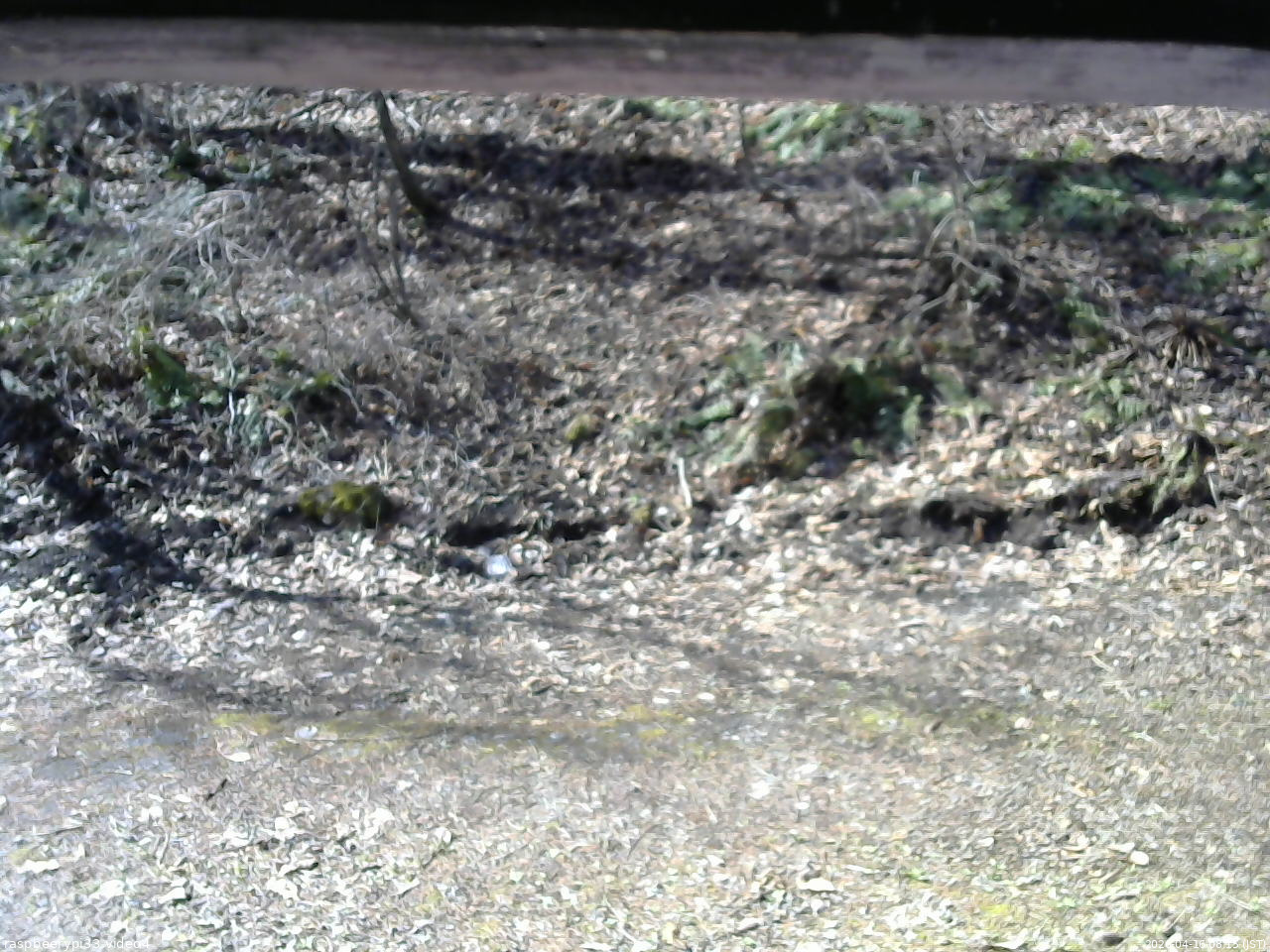 長野県菅平高原 ゆたか山荘 東側(坂下) 2026/04/16 08:15