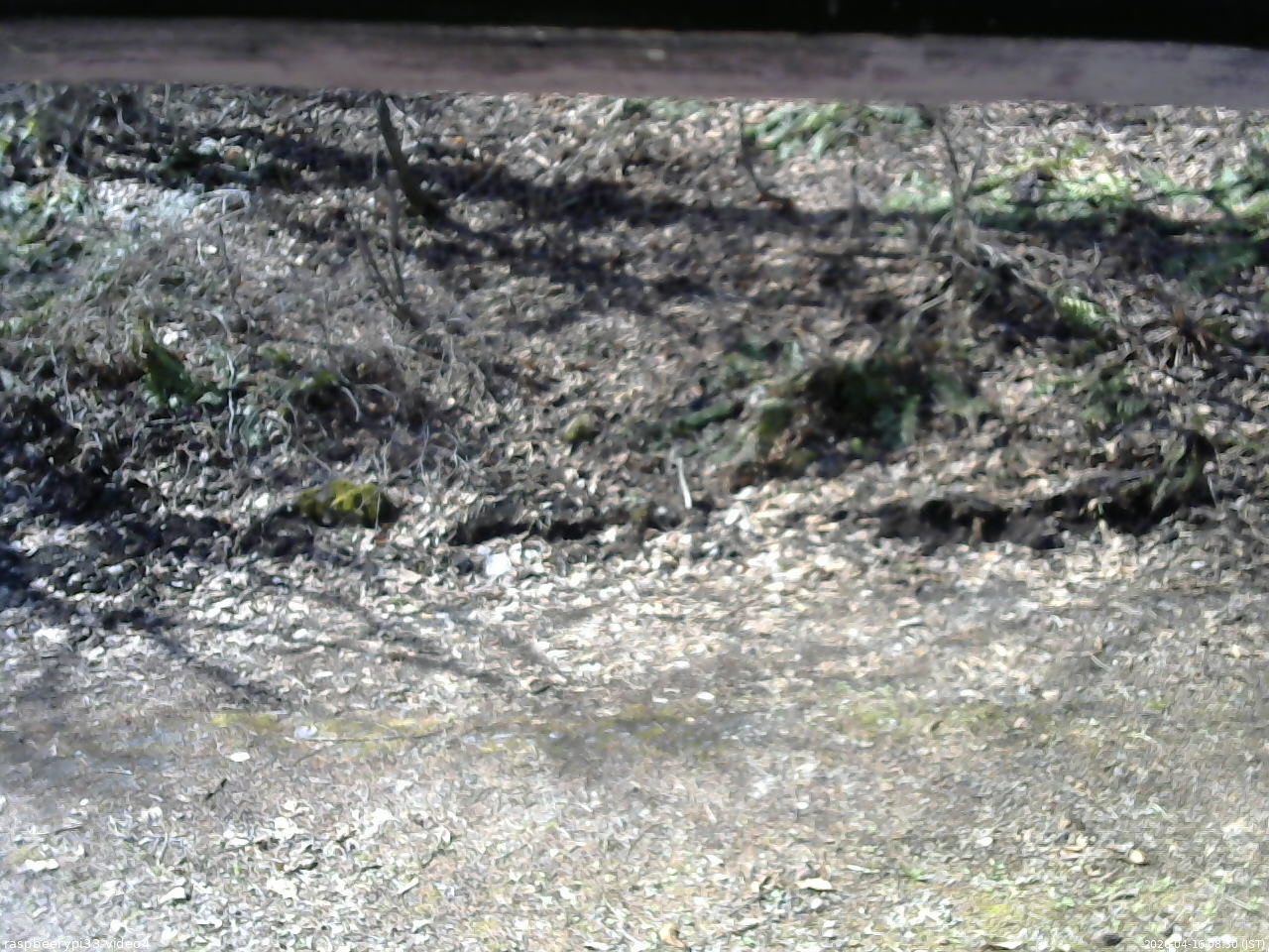 長野県菅平高原 ゆたか山荘 東側(坂下) 2026/04/16 08:30