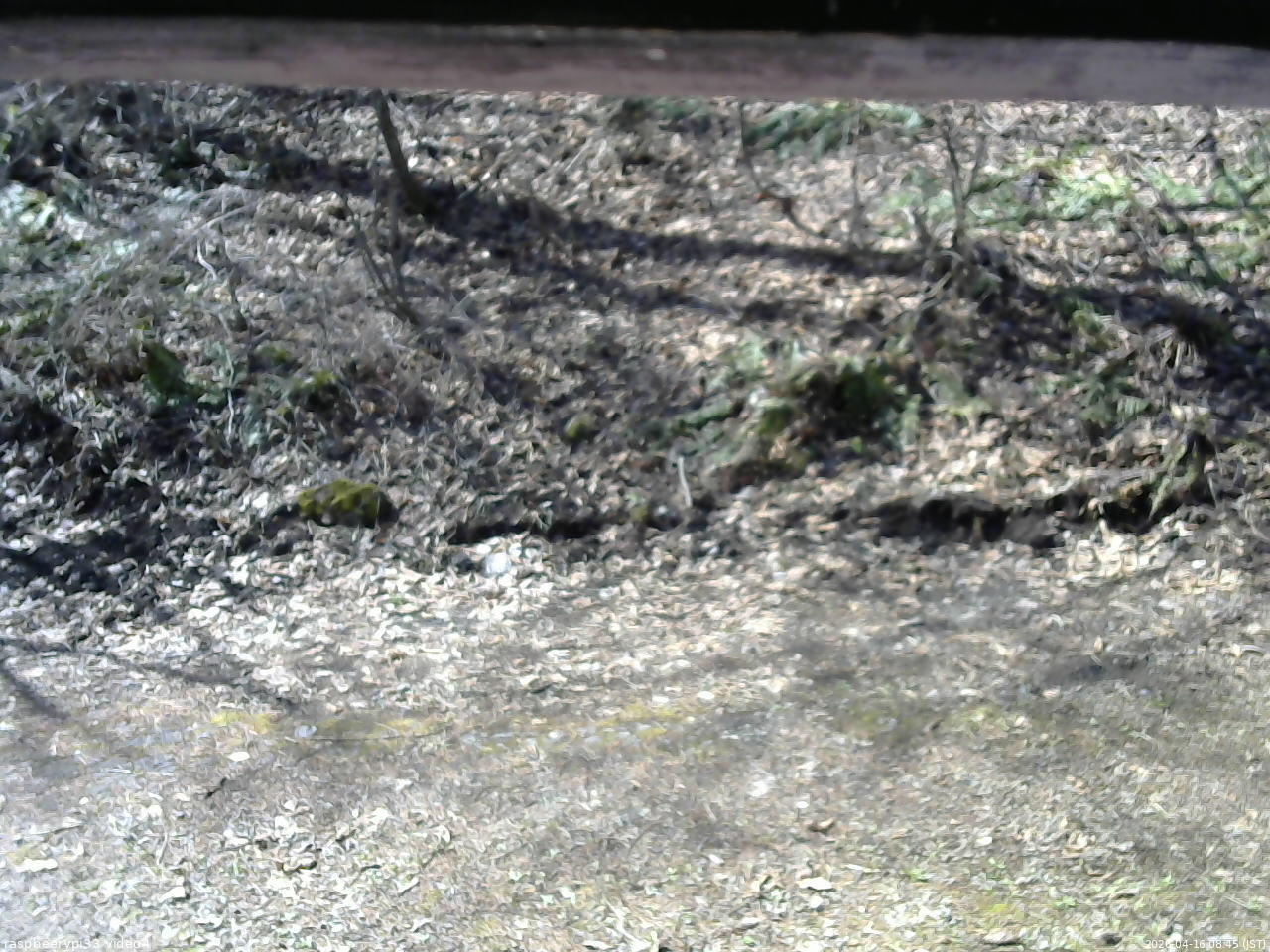 長野県菅平高原 ゆたか山荘 東側(坂下) 2026/04/16 08:45