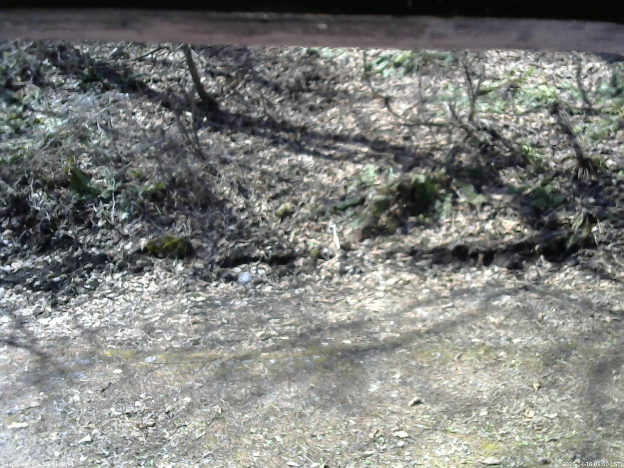 長野県菅平高原 ゆたか山荘 東側(坂下) 2026/04/16 09:00