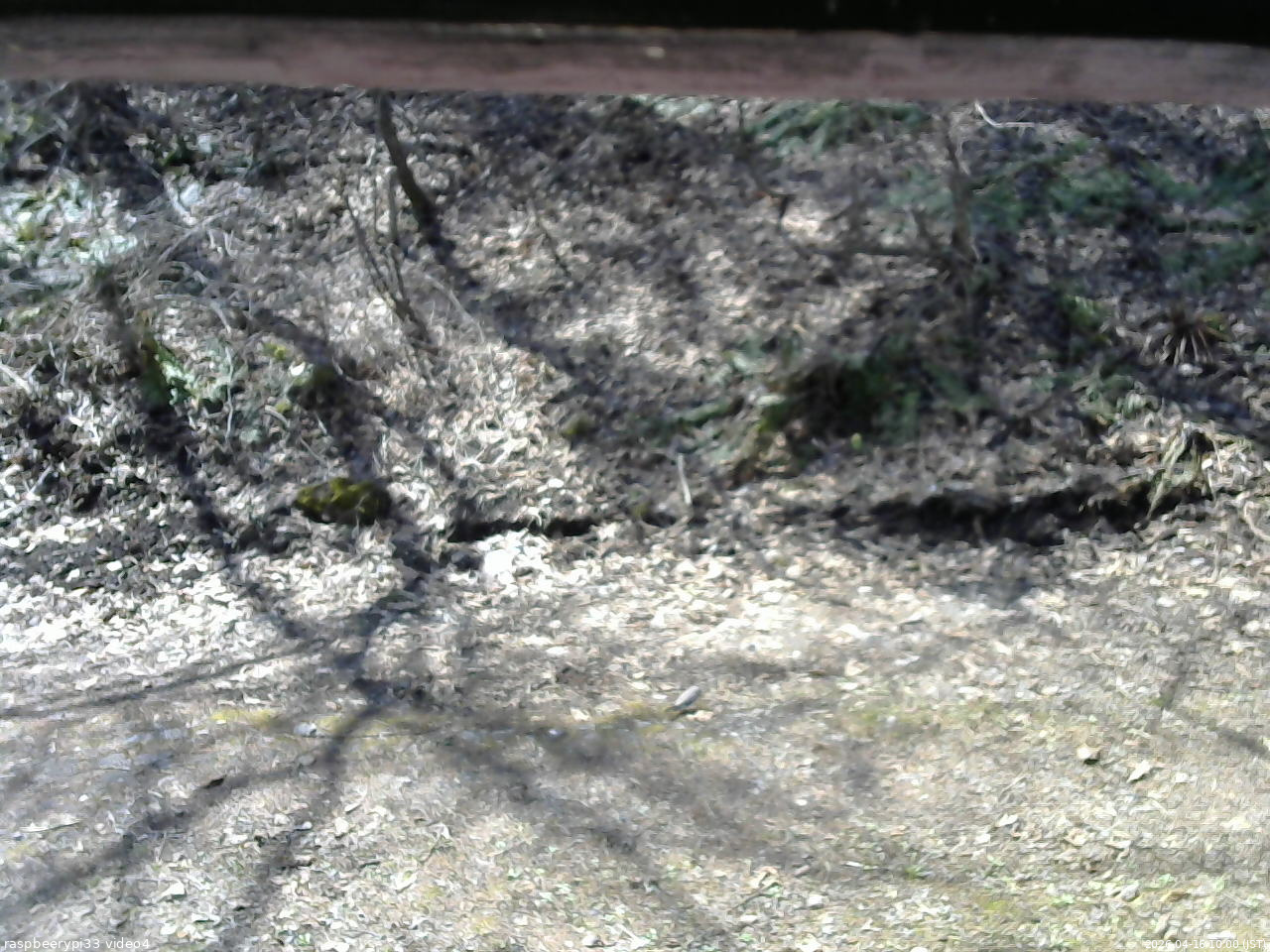 長野県菅平高原 ゆたか山荘 東側(坂下) 2026/04/16 10:00