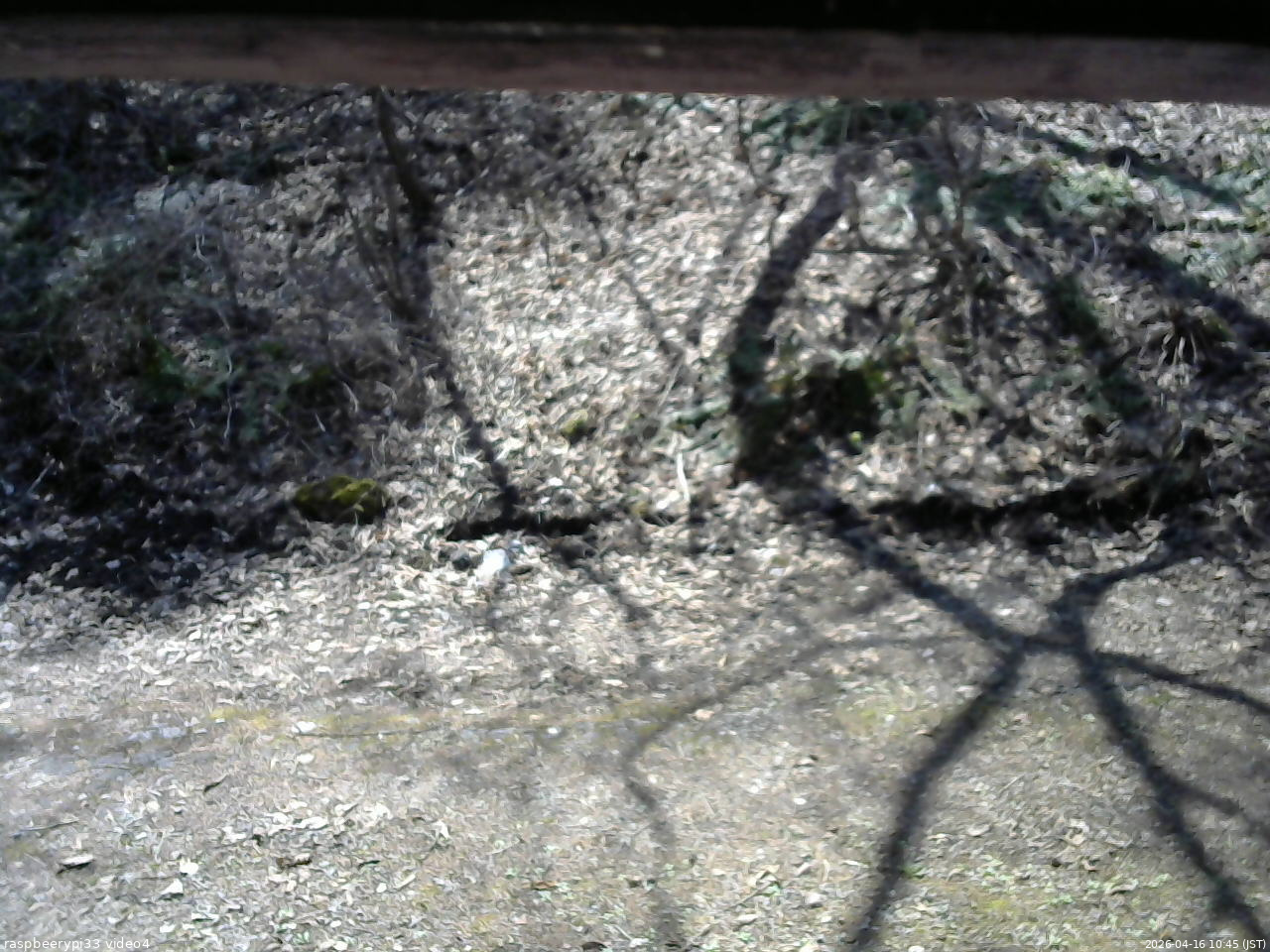 長野県菅平高原 ゆたか山荘 東側(坂下) 2026/04/16 10:45