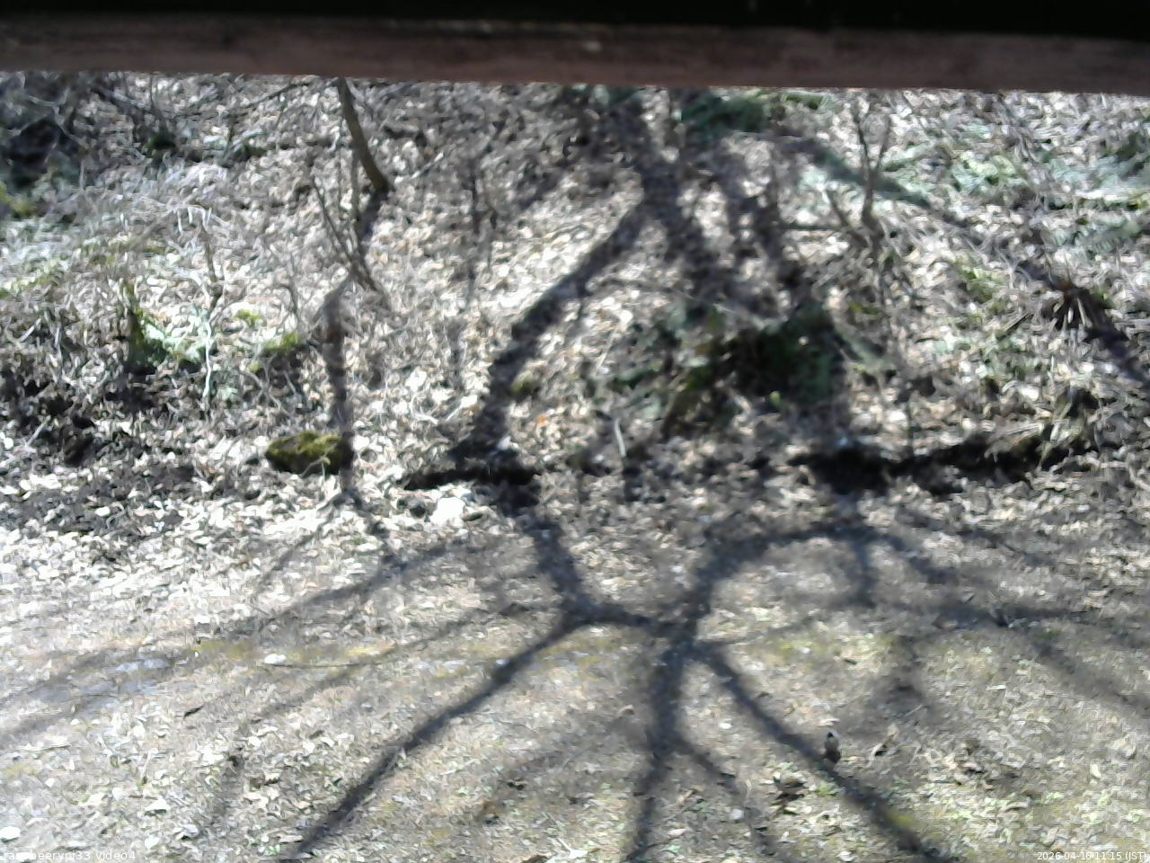 長野県菅平高原 ゆたか山荘 東側(坂下) 2026/04/16 11:15