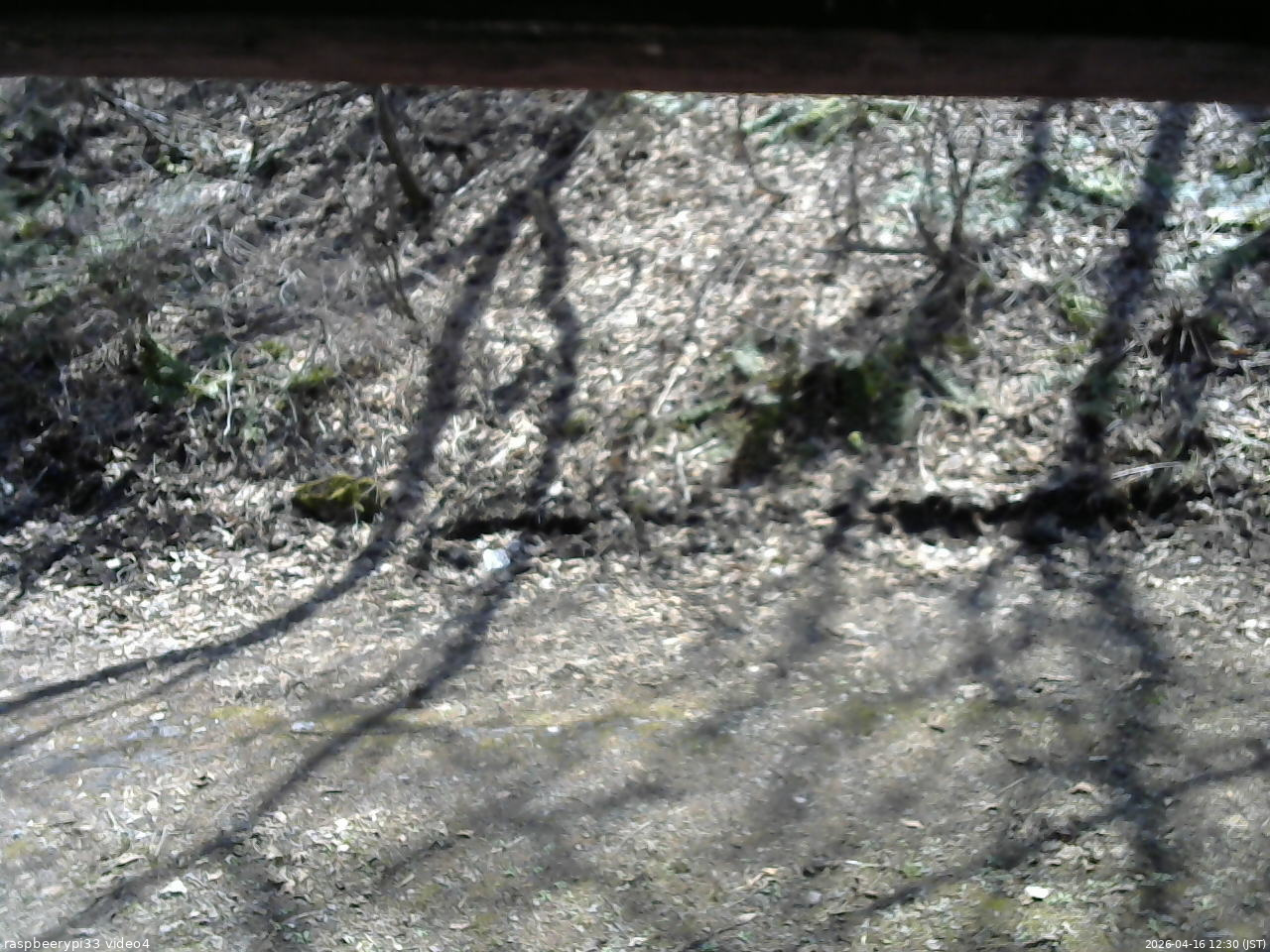 長野県菅平高原 ゆたか山荘 東側(坂下) 2026/04/16 12:30