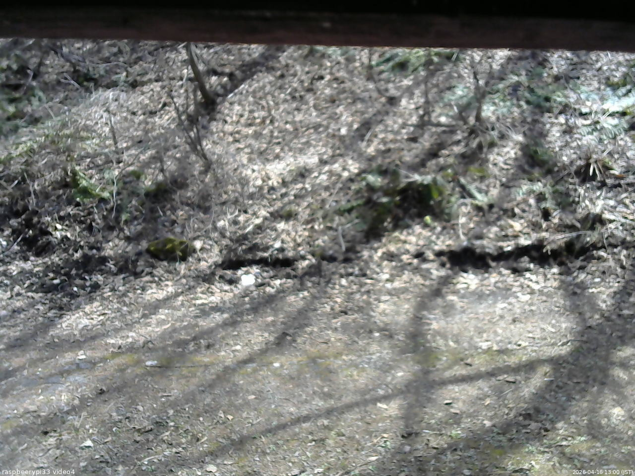 長野県菅平高原 ゆたか山荘 東側(坂下) 2026/04/16 13:00