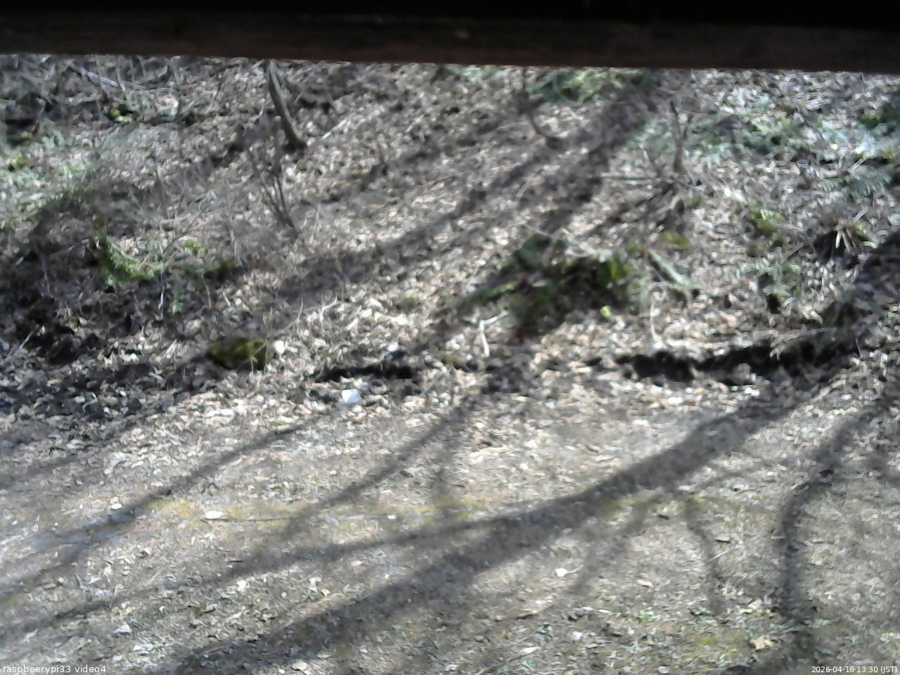 長野県菅平高原 ゆたか山荘 東側(坂下) 2026/04/16 13:30