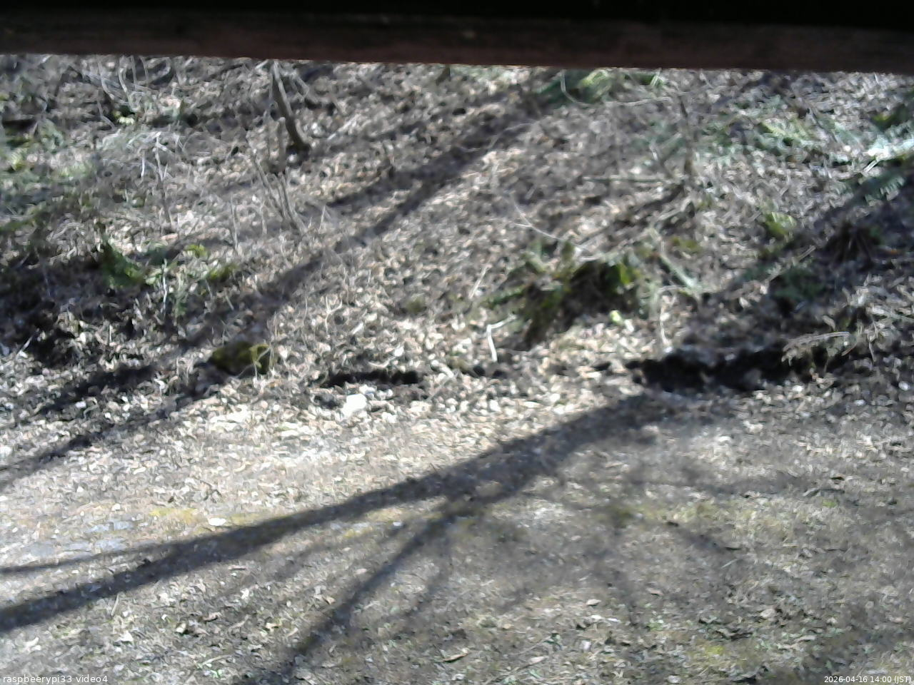 長野県菅平高原 ゆたか山荘 東側(坂下) 2026/04/16 14:00